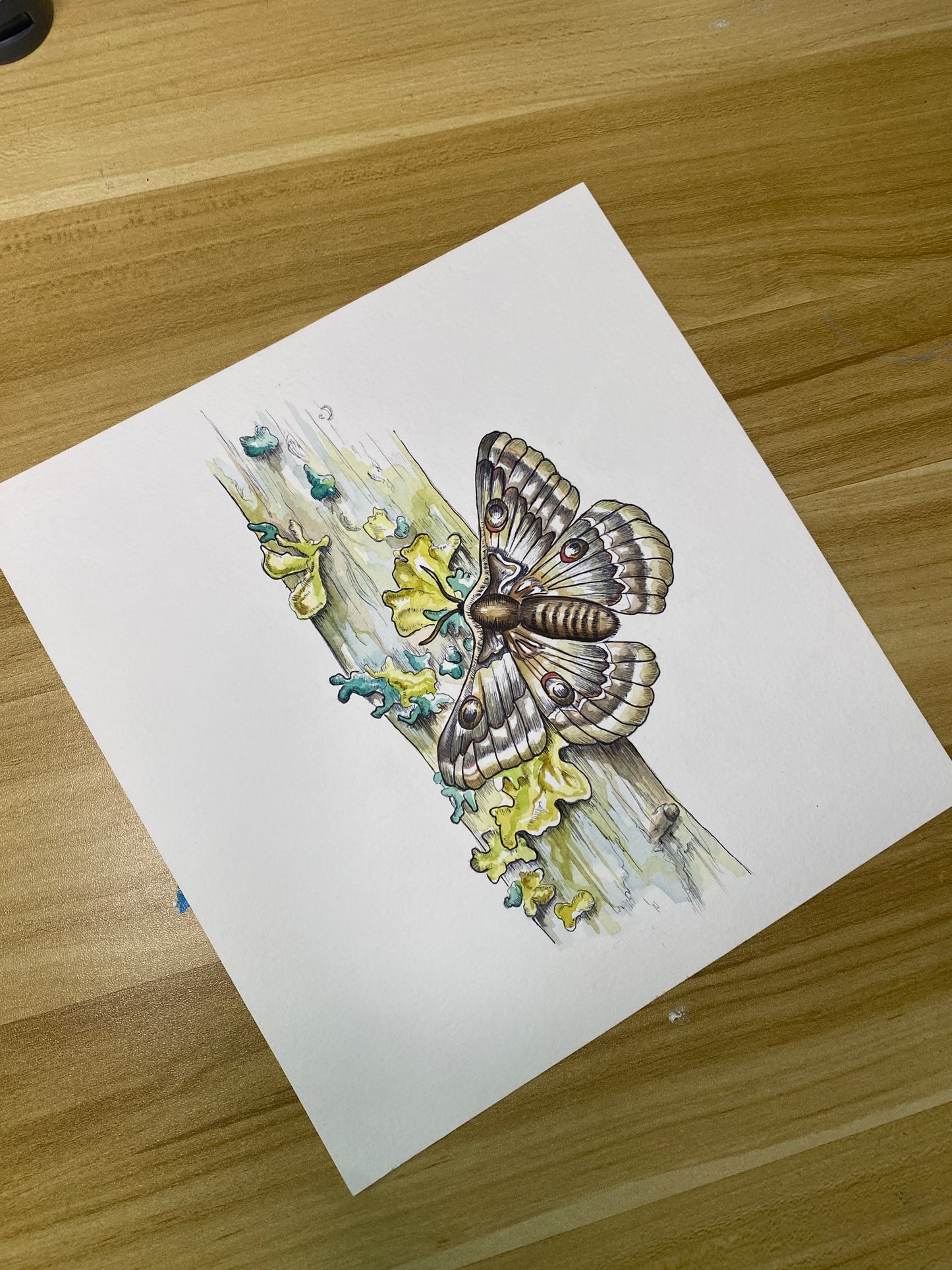 Moth on Moss-Covered Branch | Original Watercolor Painting