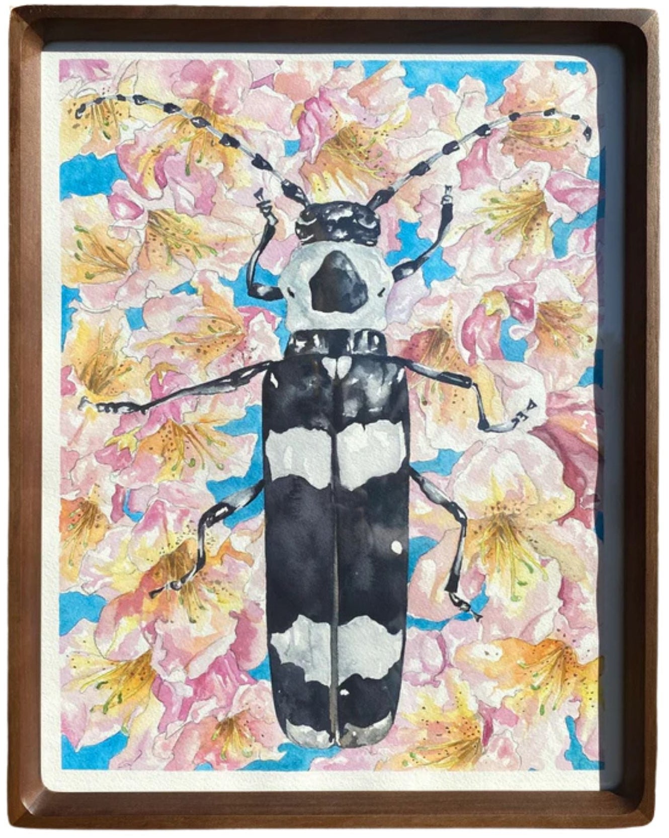 Alder Borer Beetle | Original Watercolor Painting - Emma H. Baldwin