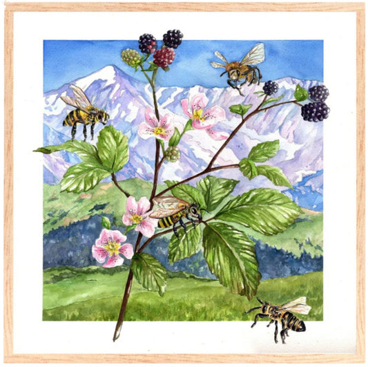 Blackberry Bees | Original Watercolor Painting - Emma H. Baldwin