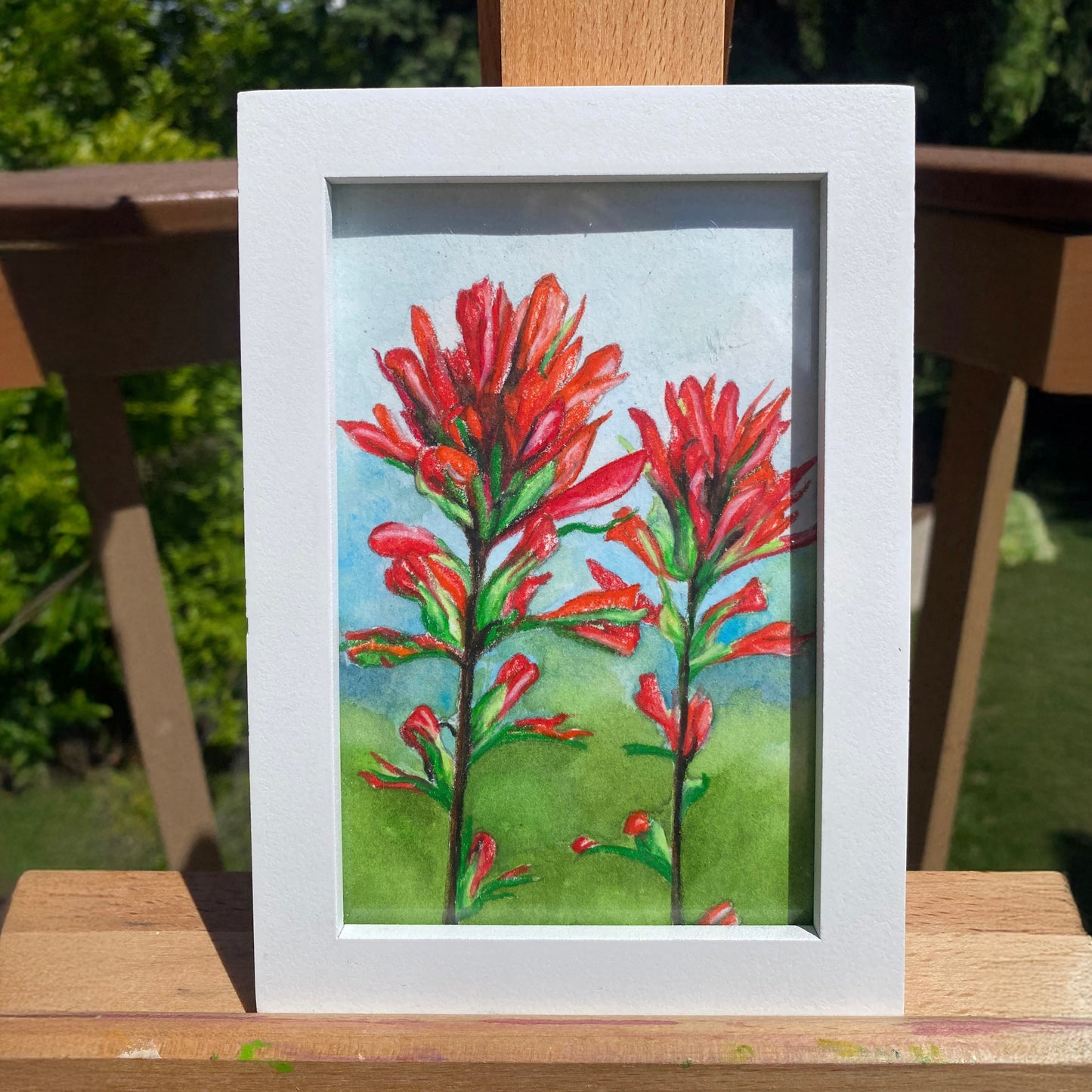 Indian Paintbrush | Original Watercolor Painting - Emma H. Baldwin