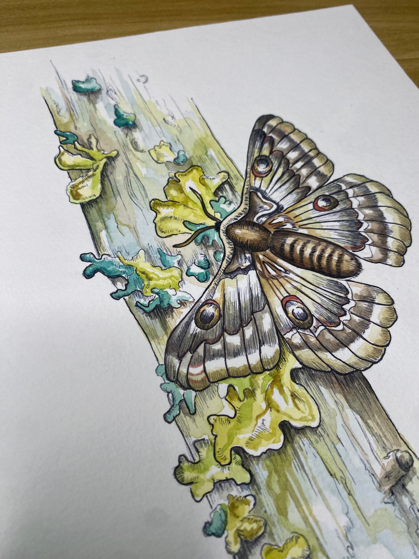 Moth on Moss-Covered Branch | Original Watercolor Painting