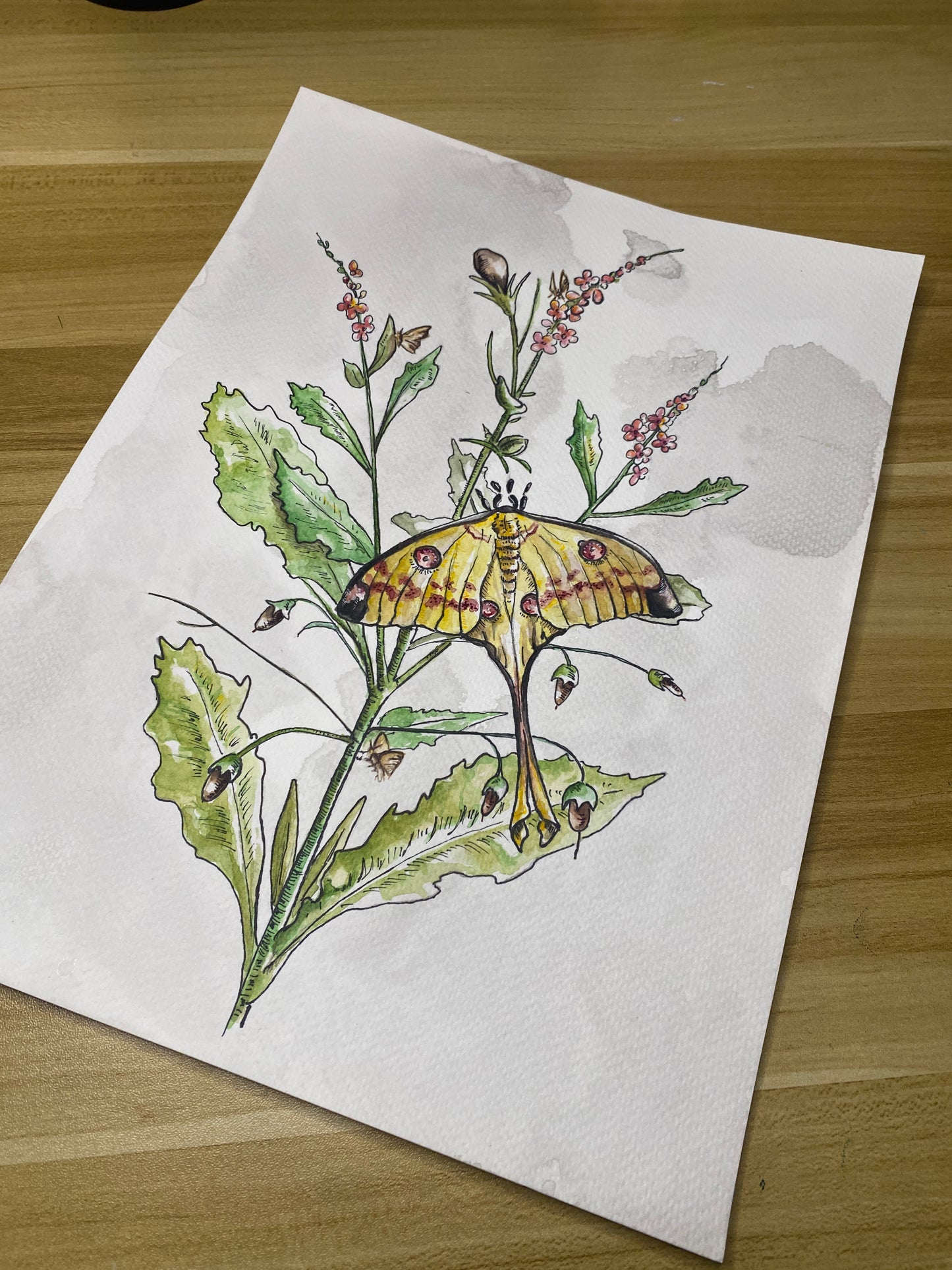 Luna Moth Botanical | Original Watercolor Painting