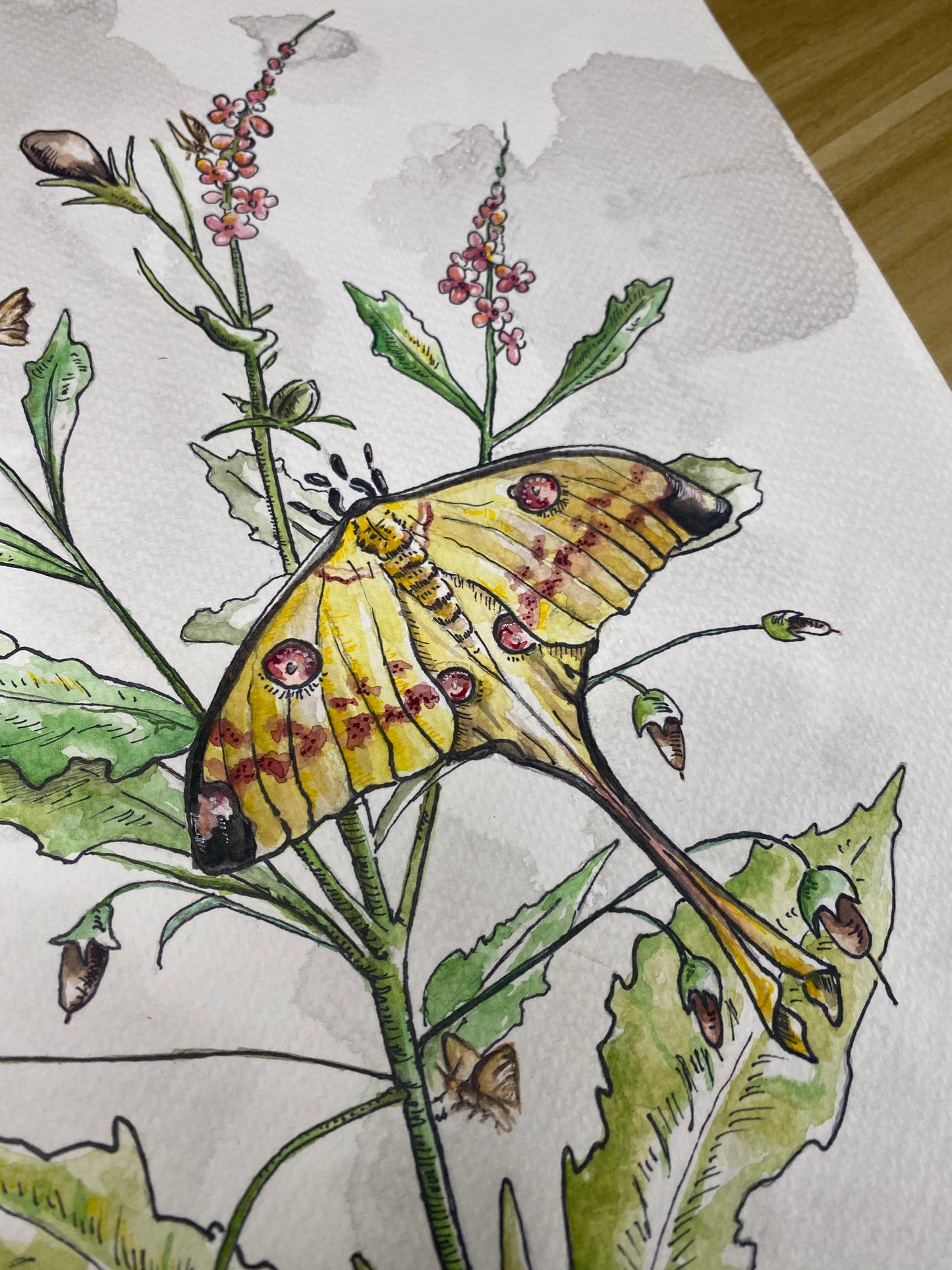 Luna Moth Botanical | Original Watercolor Painting