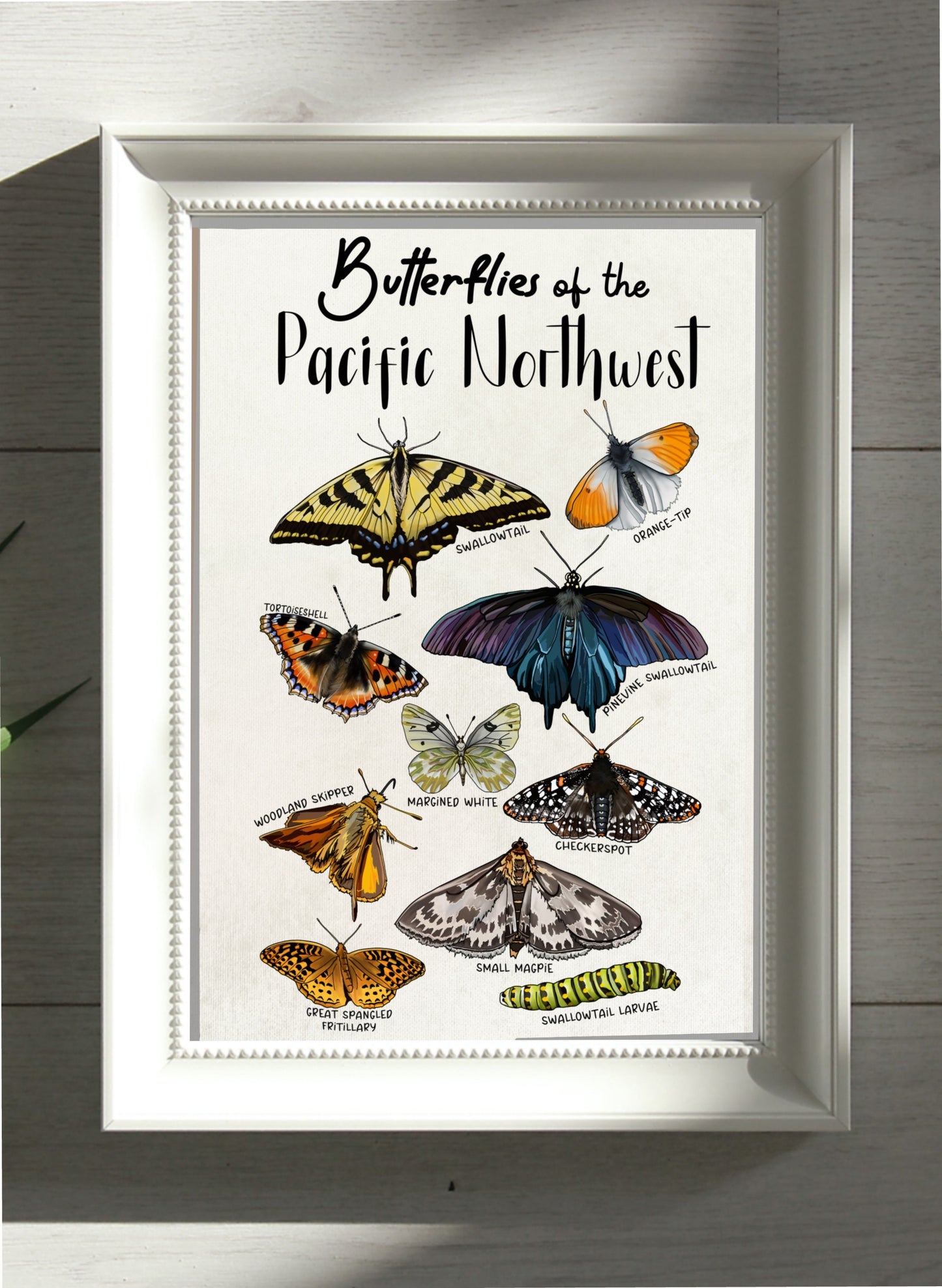 Pacific Northwest Butterflies | Botanical Art Poster
